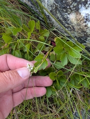 Denys Vynokurov, CC BY, iNaturalist via GBIF Ligusticum scothicum, photograph Denys Vynokurov, CC BY, iNaturalist via GBIF