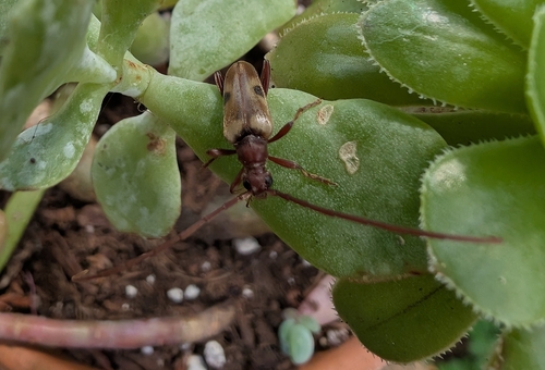 Dorcasina matthewsii photo 3