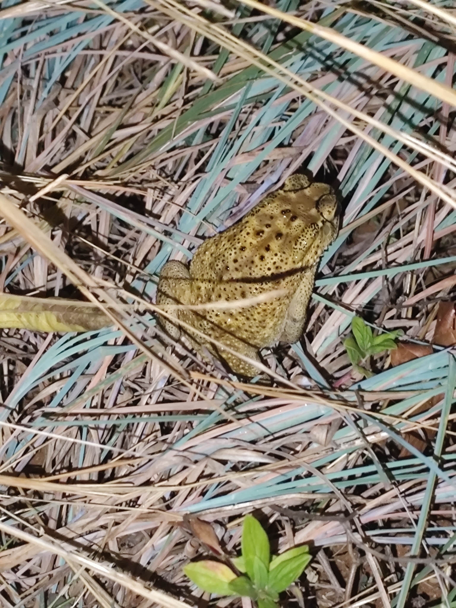 Indian Common True Toad