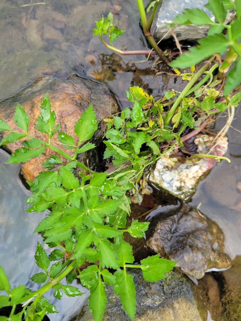 Java Dropwort Java water-dropwort from Reisterstown, MD, USA on July 16, 2025 at 09: ...