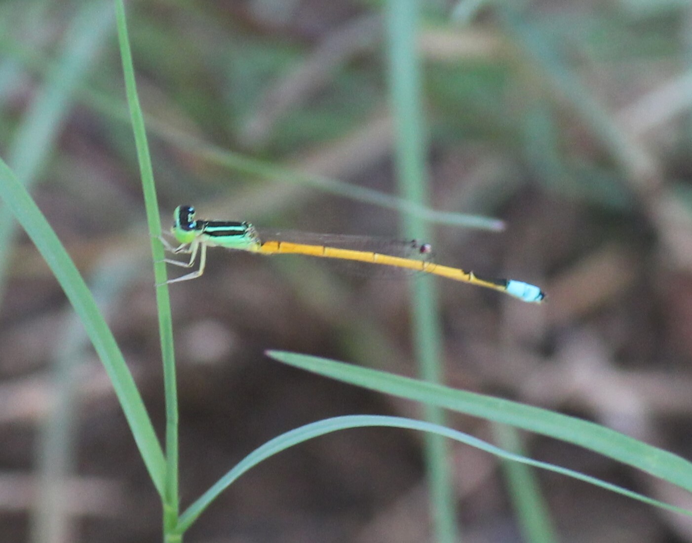 Golden Bluetail