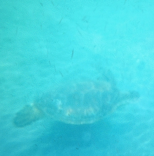 Chelonia mydas observed 2025-07-16