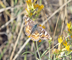 Phyciodes picta