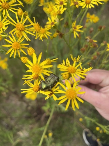 Copper Chafer, Nationaal Park Dwingelderveld, Spier, Drenthe, NL, photo 6 of 10