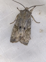 Lithophane patefacta