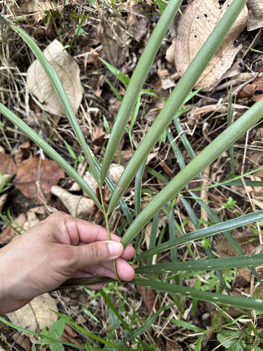 Zamia loddigesii, photograph 5