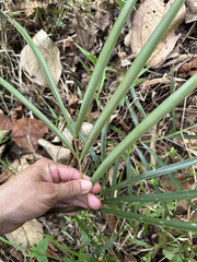 (c) Diana Fuentes, some rights reserved (CC BY-SA) Zamia loddigesii, photograph (c) Diana Fuentes, some rights reserved (CC BY-SA)
