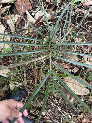 Zamia loddigesii, photograph 4