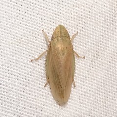 Prairiana