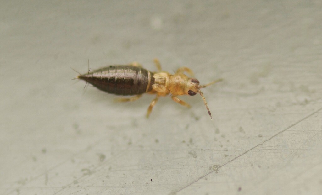 Tobacco Thrips
