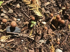 Psathyrella squamosa