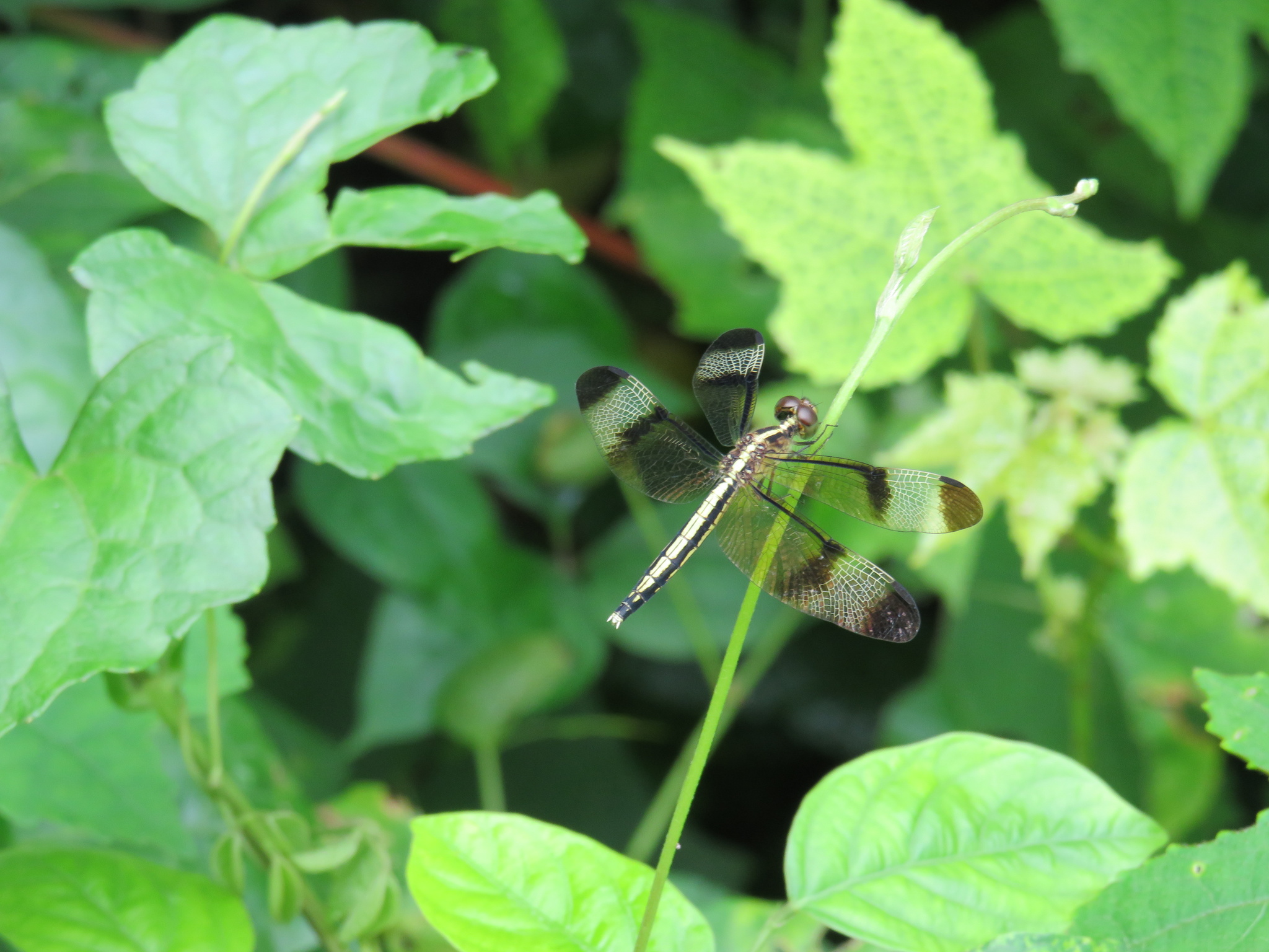 Pied Paddy Skimmer