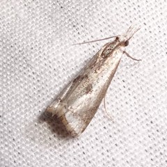 Microcrambus croesus