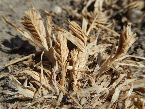 hardgrass (Sclerochloa dura)