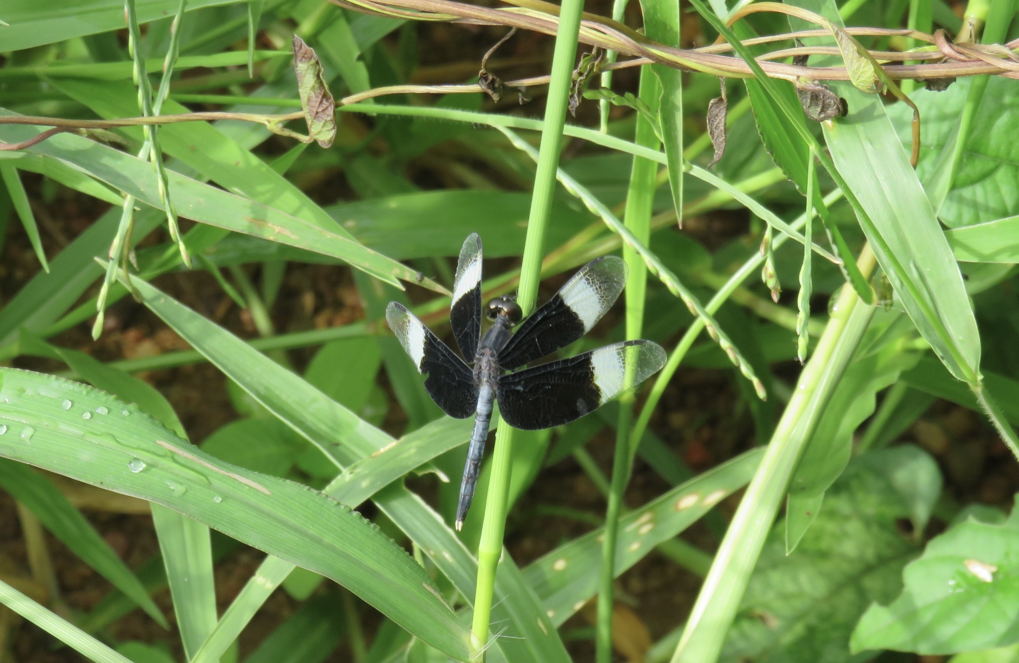 Pied Paddy Skimmer