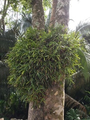 Epidendrum cardiophorum