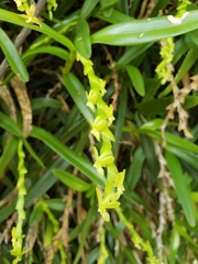 Epidendrum cardiophorum