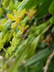 Epidendrum cardiophorum