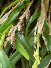 Epidendrum cardiophorum