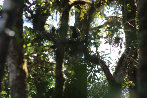 Blue Coua (Coua caerulea), photo 6