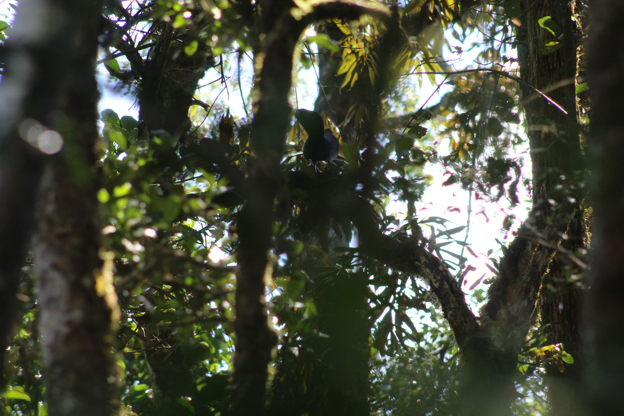 Blue Coua (Coua caerulea), photo 4