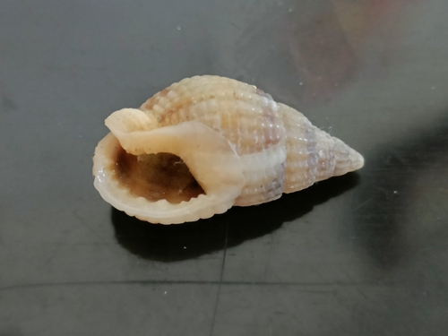 Tritia reticulata