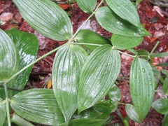 Disporum