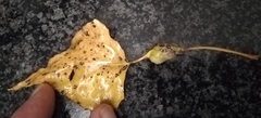 Pemphigus spyrothecae