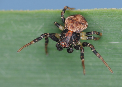 Ozyptila brevipes