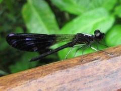 Aristocypha fenestrella