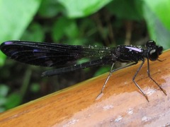 Aristocypha fenestrella