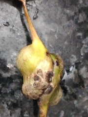 Pemphigus spyrothecae