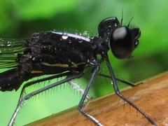 Aristocypha fenestrella