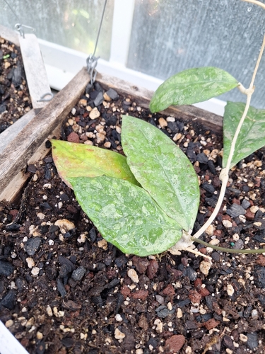Hoya finlaysonii Wight