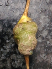 Pemphigus spyrothecae