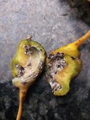 Pemphigus spyrothecae