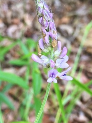 Orbexilum pedunculatum