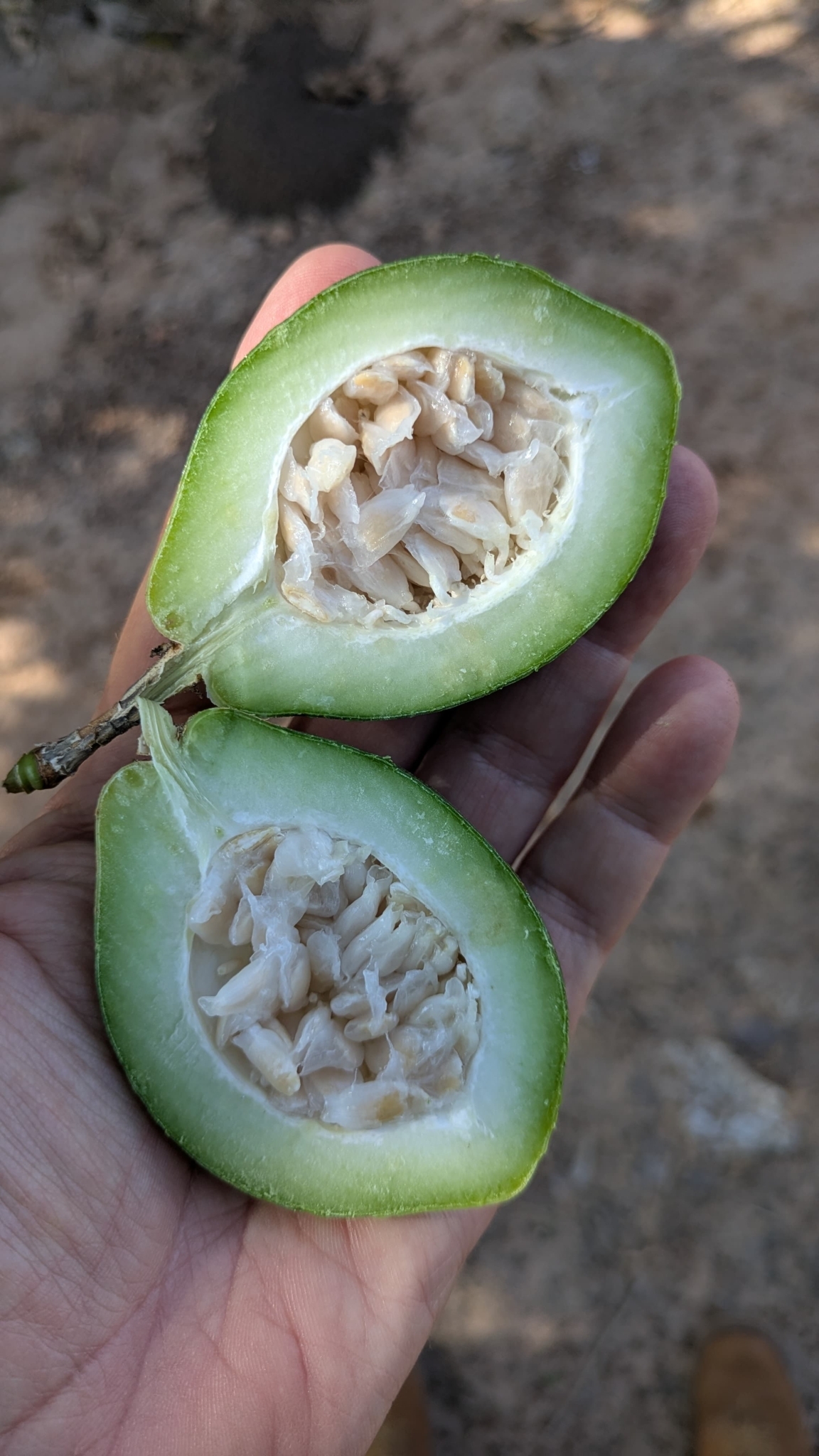 Passiflora alata