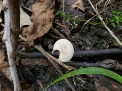 Pseudoomphalina compressipes