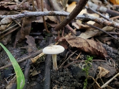 Pseudoomphalina compressipes