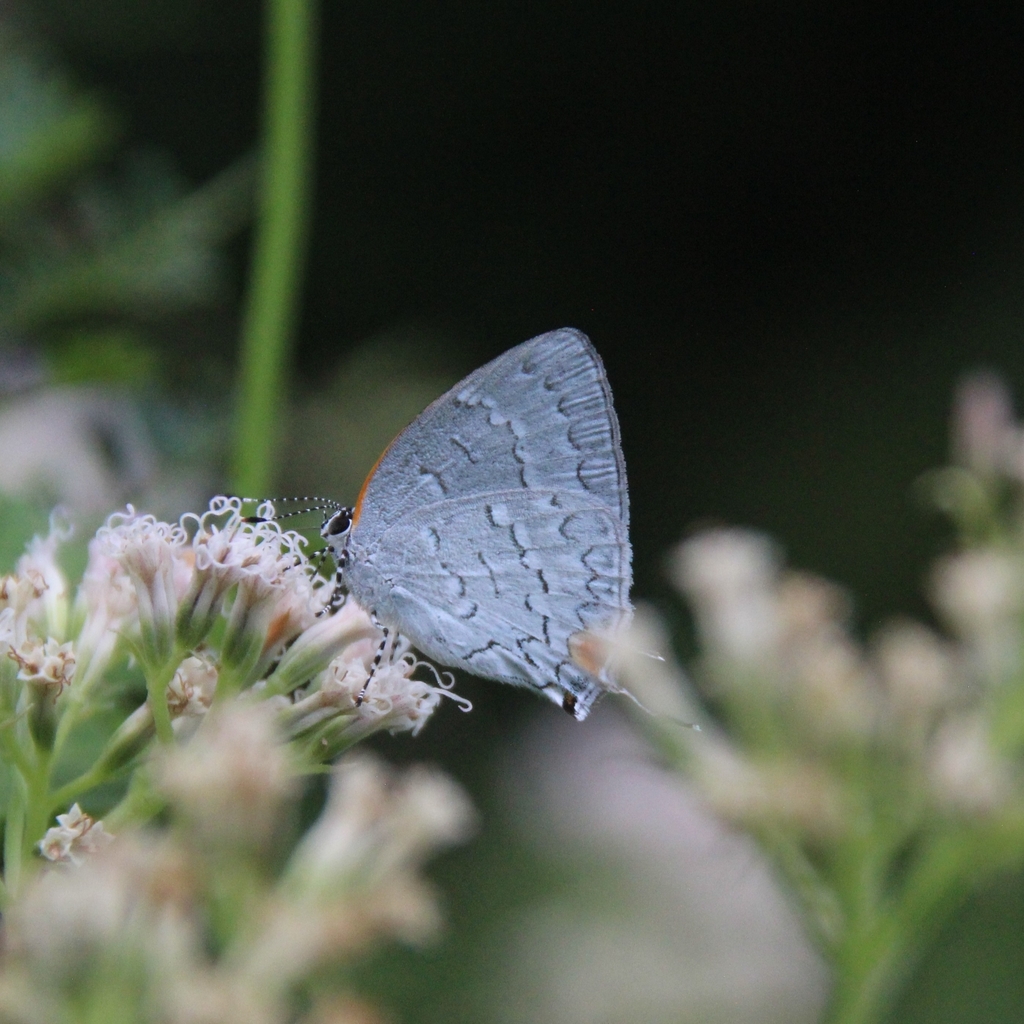 Caribbean Hairstreak