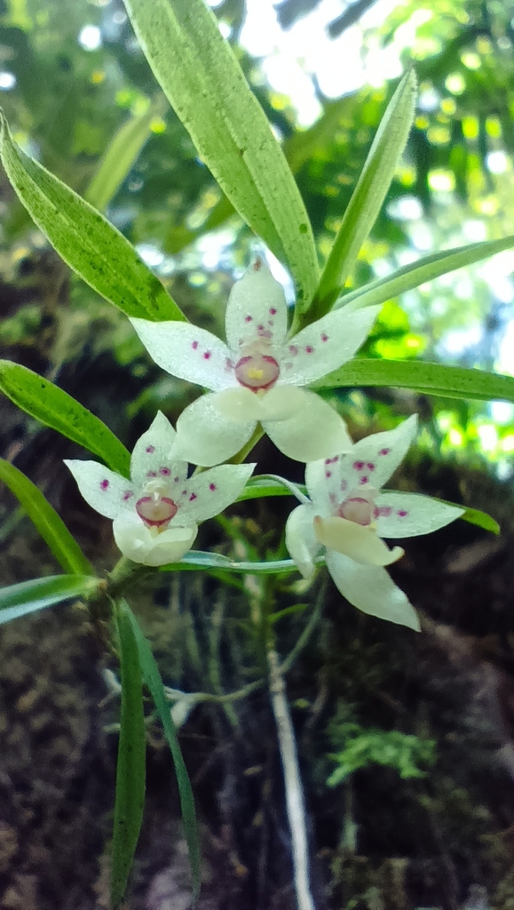Dichaea graminoides