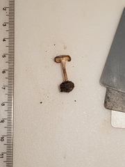 Pseudoomphalina compressipes