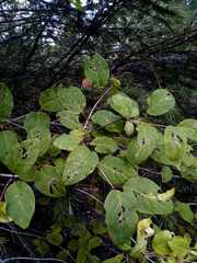 Lonicera cerviculata