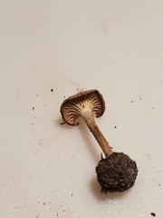 Pseudoomphalina compressipes