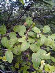 Lonicera cerviculata