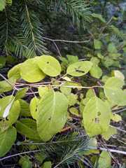 Lonicera cerviculata