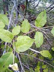 Lonicera cerviculata