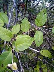 Lonicera cerviculata