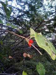 Lonicera cerviculata